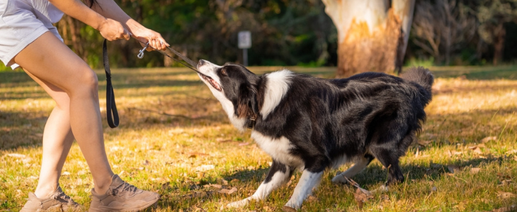 Top Dog Trainer Tips: Mastering Obedience Training